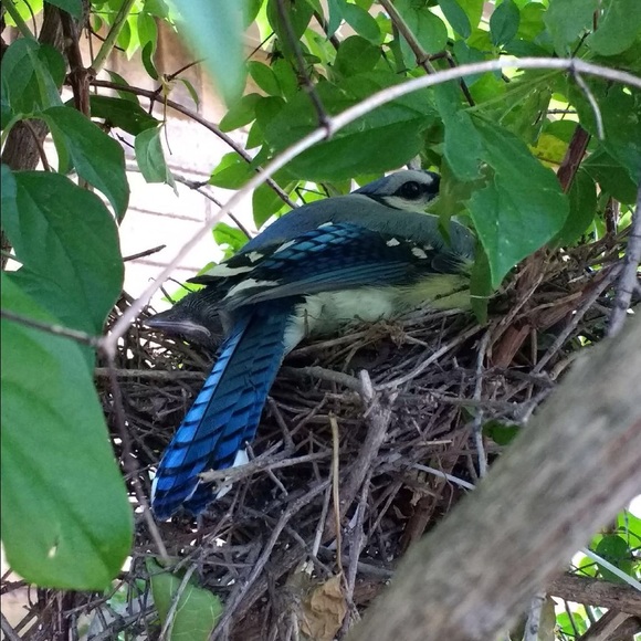 Yesteryear Memories of Blue Jays in my Garden... - Picture 4 of 5